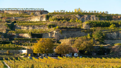 Un mal profond qui ronge la viticulture