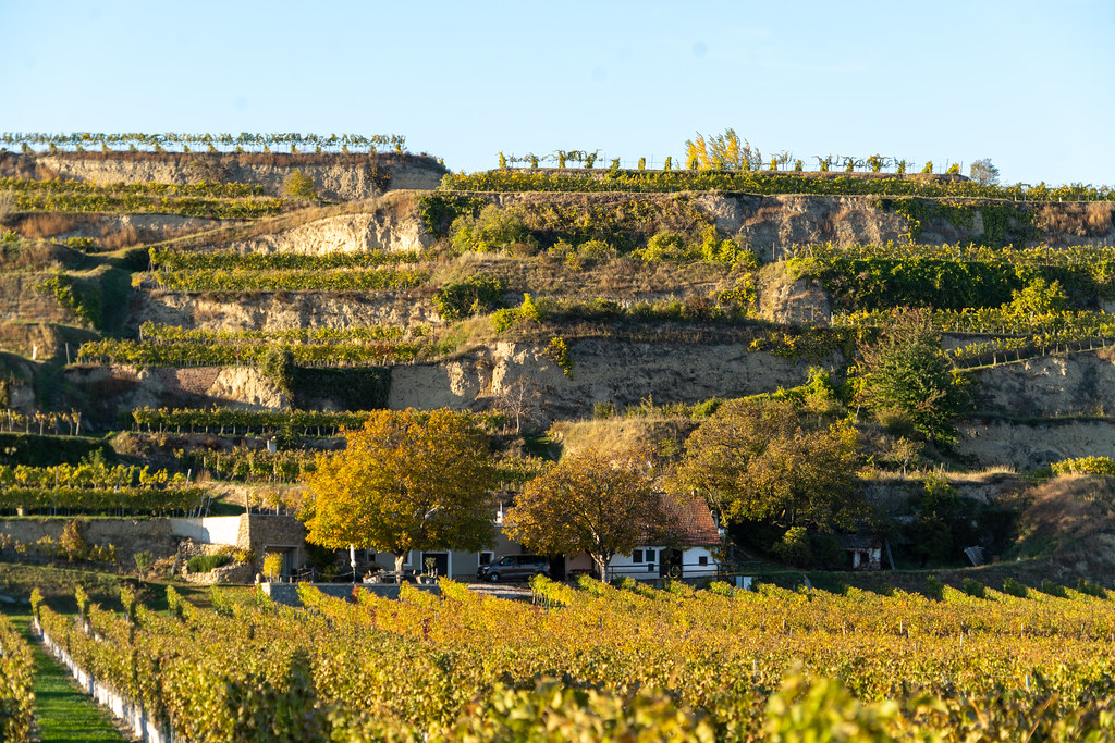 Un mal profond qui ronge la viticulture