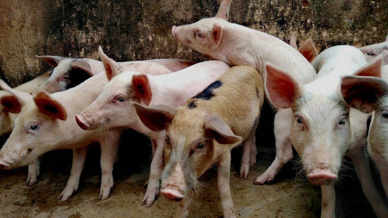 porc